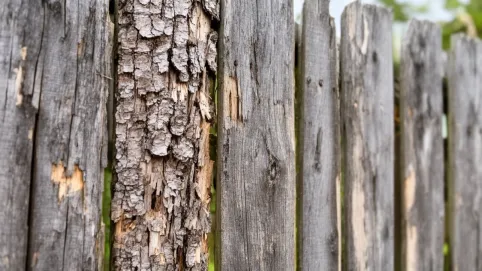 Czyszczenie i malowanie płotu drewnianego cena