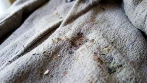 czyszczenie płaszcza wełnianego cena